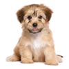 わんこライフ : 可愛いわんちゃんを育てる犬の育成パズルゲーム - iPadアプリ
