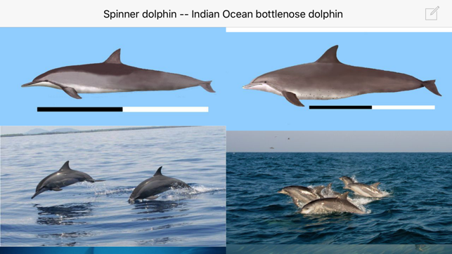 Dolphins and Whales World Sightings Guide(圖5)-速報App
