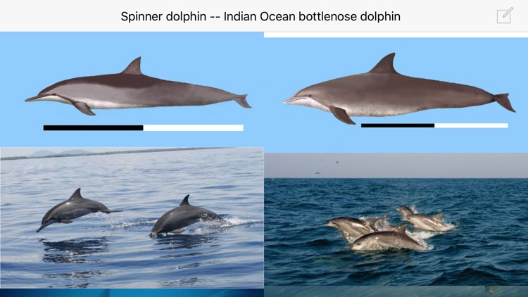 Dolphins and Whales World Sightings Guide screenshot-4