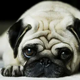 Dog Wallpaper & Background Top HD Cool 10000+ app icon