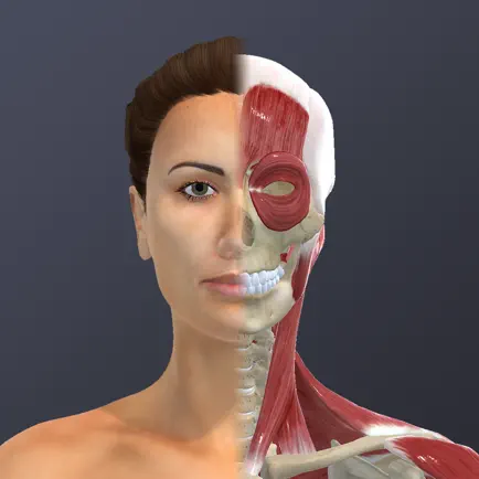 Chronic Migraine Anatomy Cheats