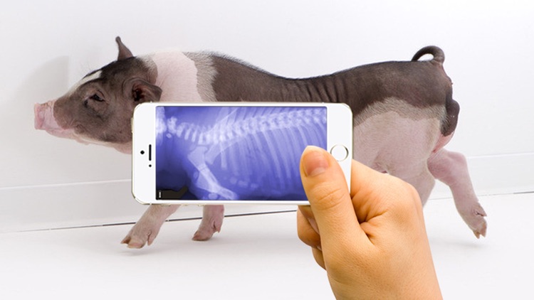Xray Animal Scanner