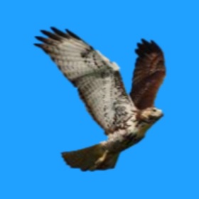 Snímky obrazovky (9) Scout - Full