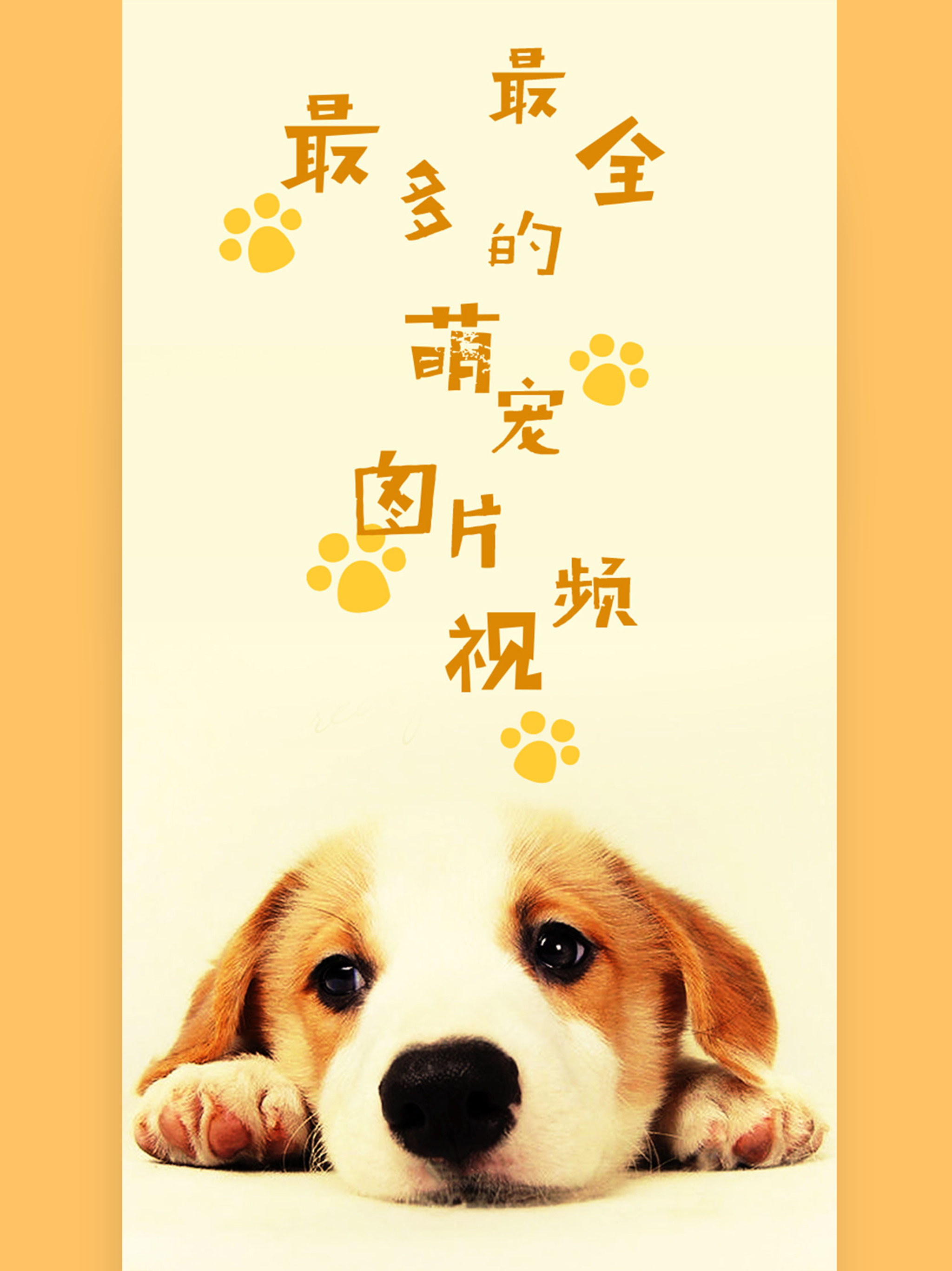 萌宠大全-宠物搞笑图片视频 screenshot 5