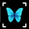 Butterfly Identifier: Moth ID