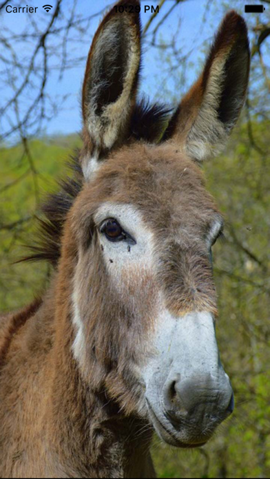 Donkey Sounds - Funny Soundsのおすすめ画像1