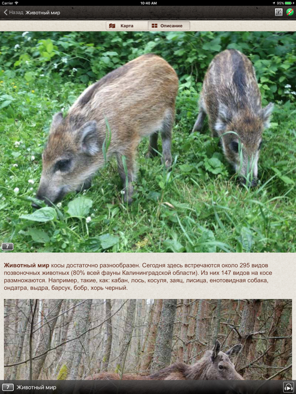 Куршская коса iPad screenshot 5 - Travel app