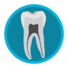 Dental Corpus Anatomy