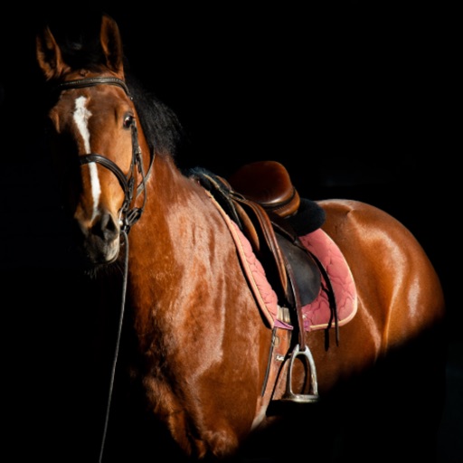 UMAI - 競馬予想AI