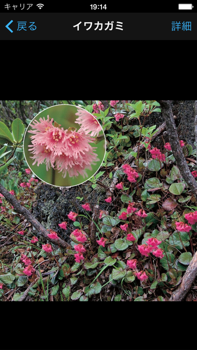 季節の野草・山草図鑑のおすすめ画像4