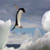 Penguins Jump 2016