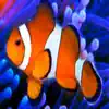 Aquarium Calc II Positive Reviews, comments