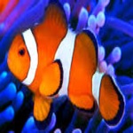 Download Aquarium Calc II app