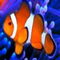 Aquarium Calc II app download