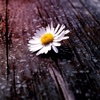 Chamomile Wallpapers HD-Quotes and Art Pictures