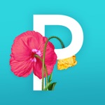 Download Picolla - Be Bohemian app