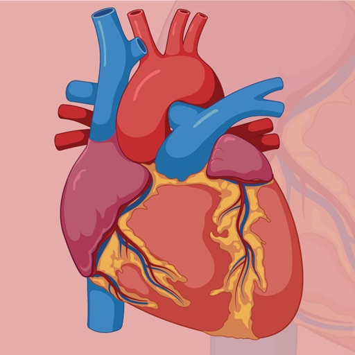 Learn Cardiovascular System icon