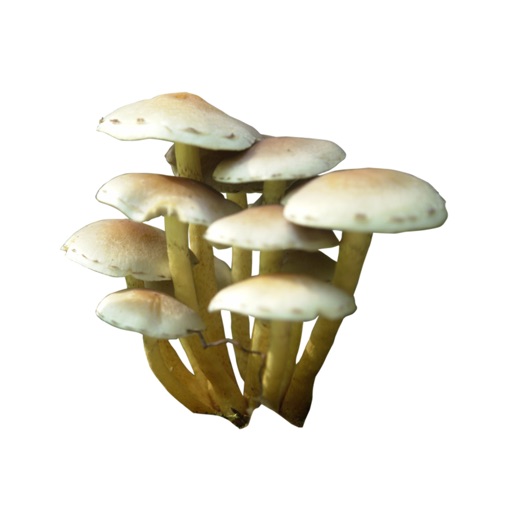 Mushroom Collection icon