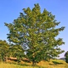 Tree identification icon