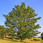 Bomen-Determinatie