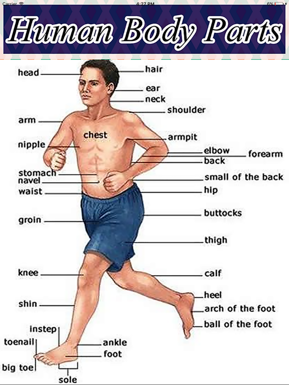 Screenshot #4 pour Human Body Parts