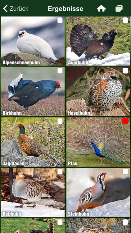 Alle Vögel Österreich - Bestimmen, Identifizieren