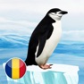 Get Pinguini for iOS, iPhone, iPad Aso Report