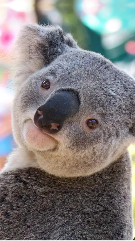 Australia