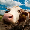 Farm Animal Sounds & Noises - iPhoneアプリ