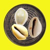 My divination cowrie shells icon