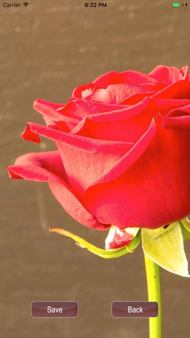 Screenshot #3 pour New Rose HD Wallpapers