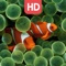 Free amazing Aquarium Wallpapers