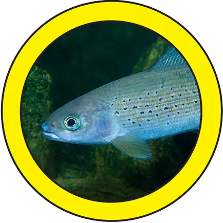 Fish Sorter Cheats