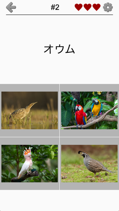 世界の鳥-地球の有名な鳥のクイズのスクリーンショット - 5