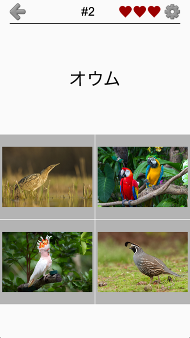 世界の鳥 - 地球の有名な鳥のクイズ screenshot1