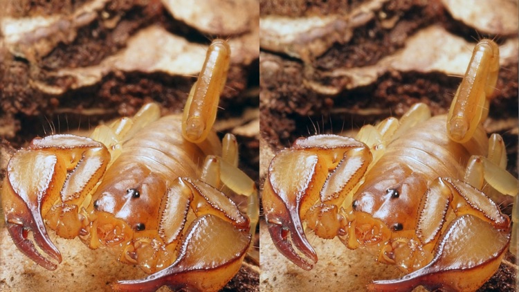 VR scorpions screenshot-4