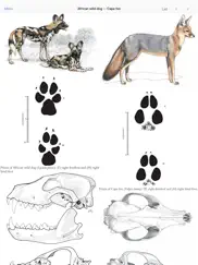 mammals of the southern african subregion ipad images 3