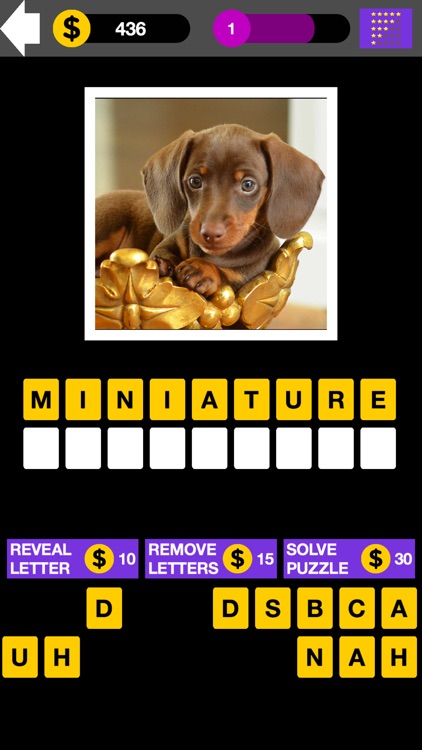 Top Dog Breed Quiz Maestro screenshot-3