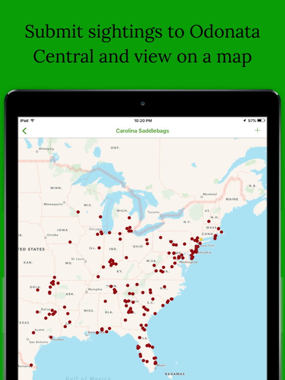 Dragonfly Damselfly ID App iPad screenshot 5 - Reference app