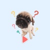 Animated Cutest Dogs - GIF Stickers