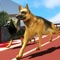 Crazy dog racing – Play greyhound race simulator