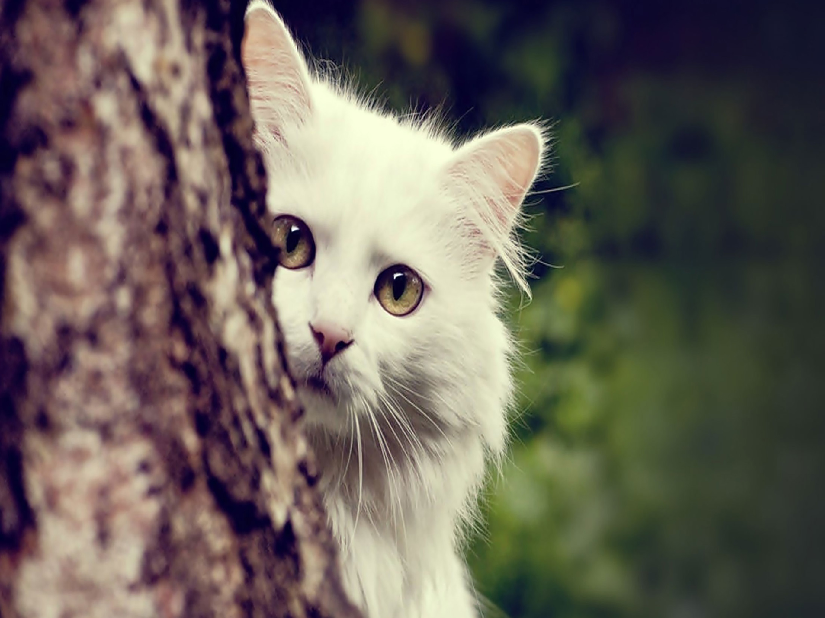 Cat Wallpaper Top HD