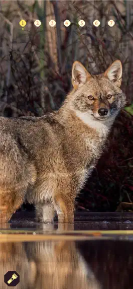 Game screenshot Golden Howls hack