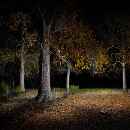 Woods Night Sound for Sleeping