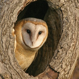 Owl Pellet Activities