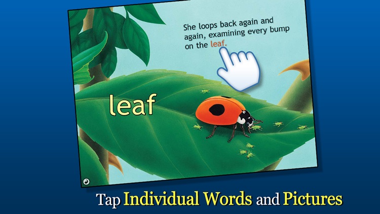 Ladybug at Orchard Avenue - Smithsonian's Backyard