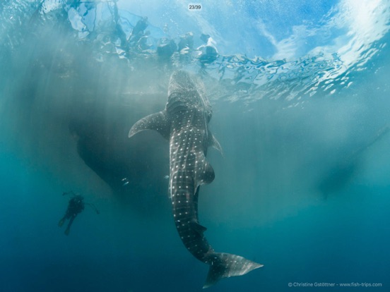 Screenshot #6 pour Amira