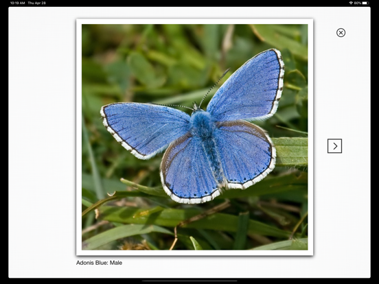 Butterfly Guide - Europe iPad app afbeelding 2