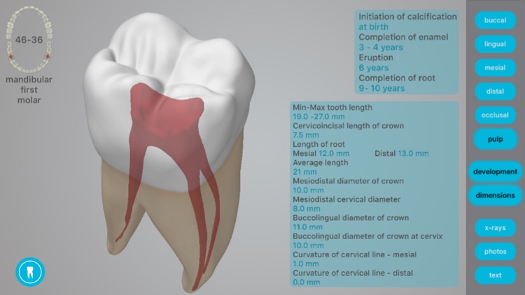 Dental Corpus Anatomy screenshot-4
