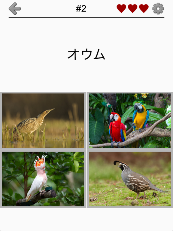 世界の鳥 - 地球の有名な鳥のクイズのおすすめ画像5